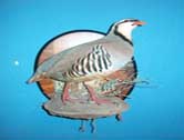 Chukar
